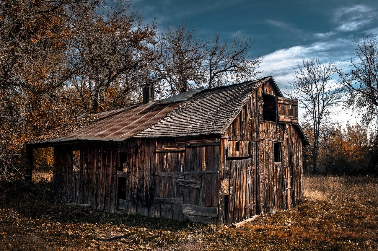 boxelder, autumn, fall