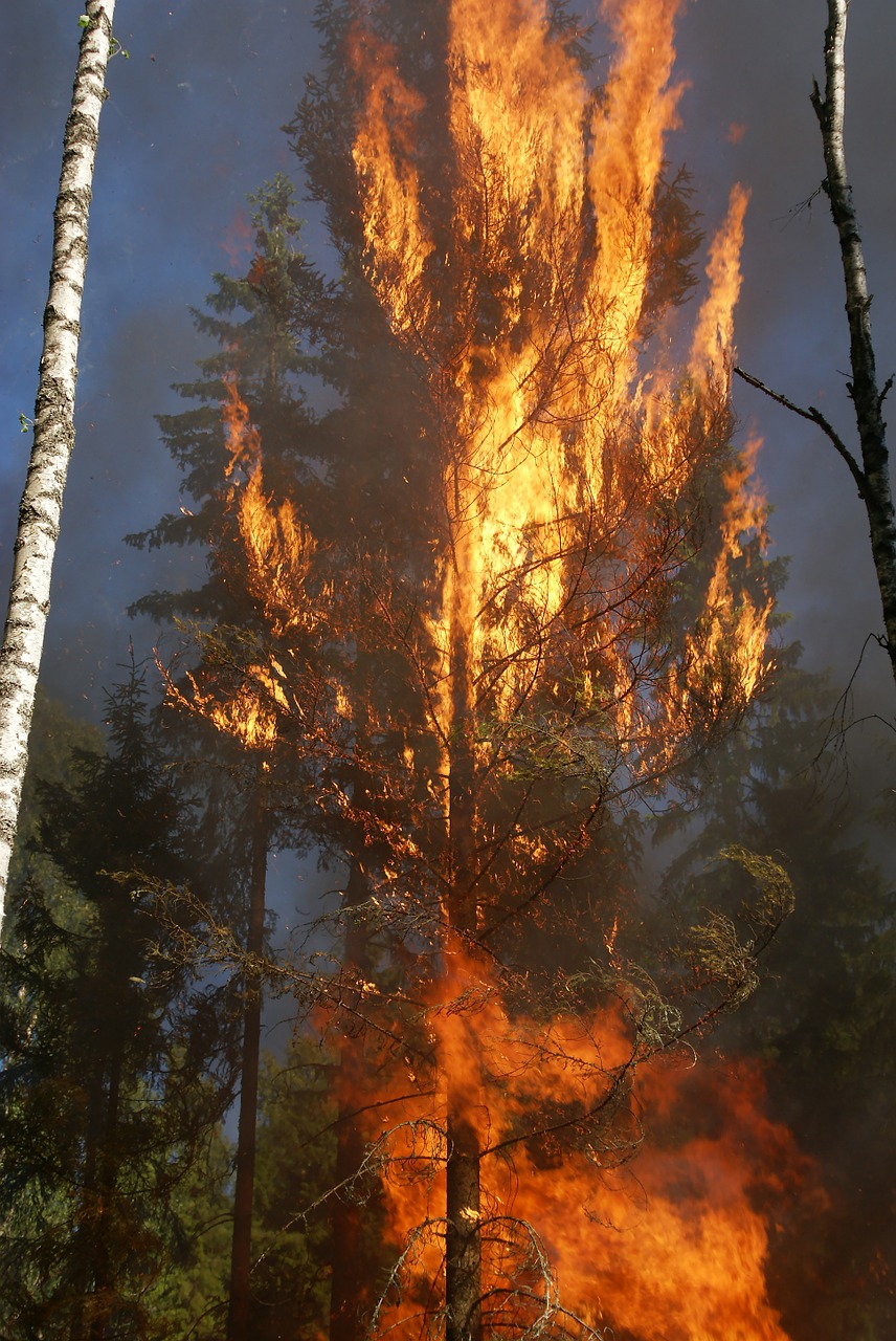 burning for conservation, fire, conservation