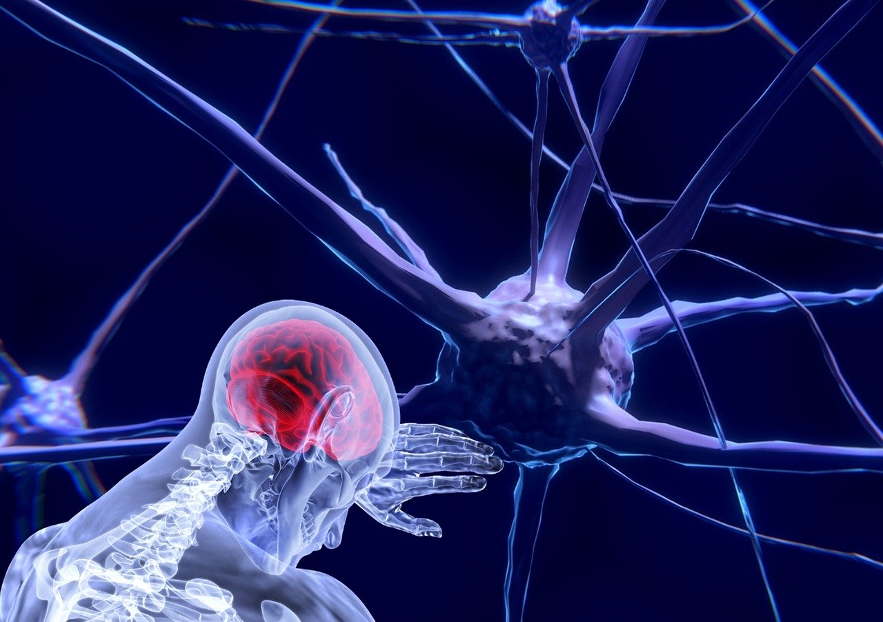 neurons, brain, neuroscience